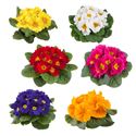Bild von Primula P10.5 Kleurtonend Divers